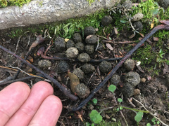 Oryctolagus cuniculus cuniculus