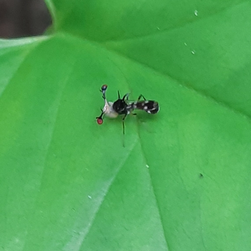 Teleopsis boettcheri · iNaturalist