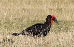 Bucorvus leadbeateri