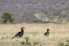 Bucorvus leadbeateri
