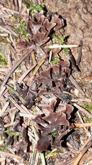 Thelephora anthocephala