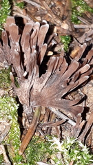 Thelephora anthocephala