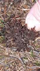 Thelephora anthocephala