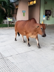 Bos