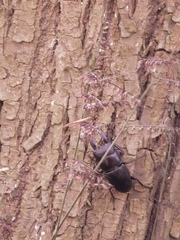 Serrognathus titanus platymelus