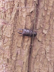 Serrognathus titanus platymelus