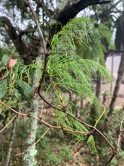 Asparagus angusticladus