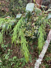 Asparagus angusticladus