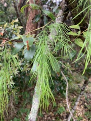 Asparagus angusticladus