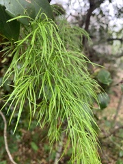 Asparagus angusticladus