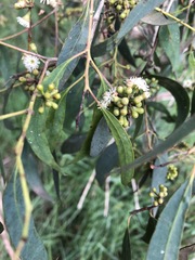 Eucalyptus radiata radiata