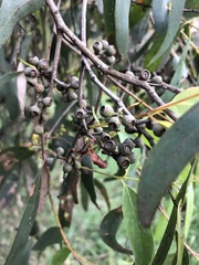 Eucalyptus radiata radiata
