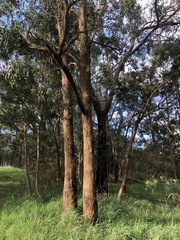Eucalyptus radiata radiata