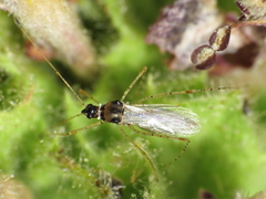 Gampsocoris punctipes