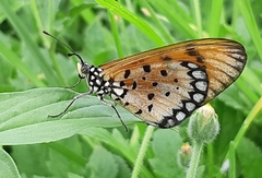 Acraea terpsicore