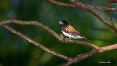 Spermestes bicolor nigriceps