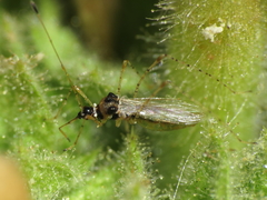 Gampsocoris punctipes
