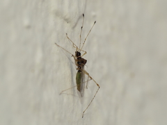 Gampsocoris punctipes