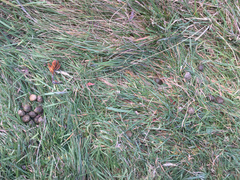 Oryctolagus cuniculus cuniculus