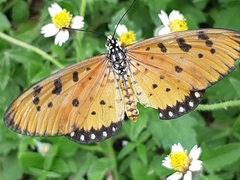 Acraea terpsicore