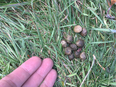 Oryctolagus cuniculus cuniculus