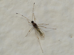 Gampsocoris punctipes