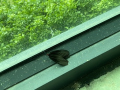 Histia flabellicornis