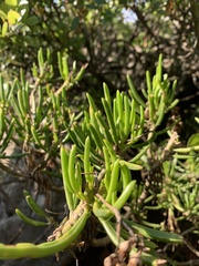 Senecio barbertonicus