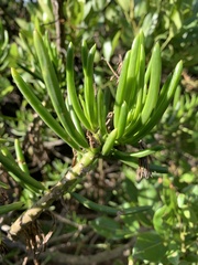 Senecio barbertonicus