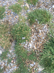 Oryctolagus cuniculus cuniculus