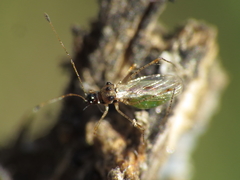 Gampsocoris punctipes