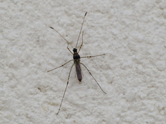 Gampsocoris punctipes