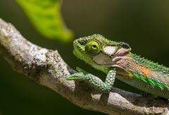 Knysna Dwarf Chameleon photo 3