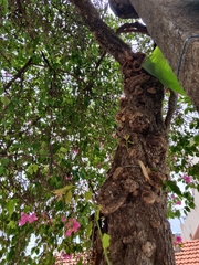 Bougainvillea glabra