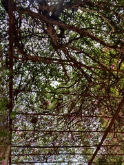 Bougainvillea glabra