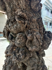 Bougainvillea glabra