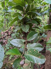 Dipterocarpus obtusifolius