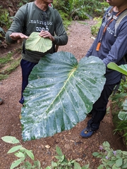 Dipterocarpus obtusifolius