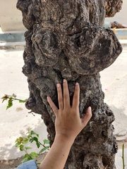 Bougainvillea glabra