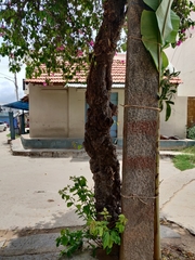 Bougainvillea glabra