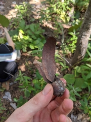 Dipterocarpus tuberculatus