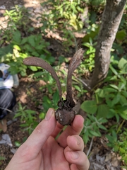 Dipterocarpus tuberculatus