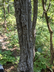 Dipterocarpus tuberculatus