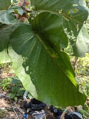 Dipterocarpus tuberculatus