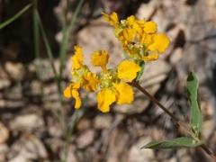 Aspicarpa hirtella
