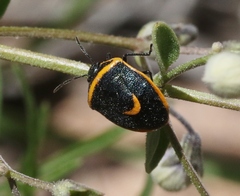 Cosmopepla decorata