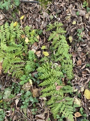 Dryopteris carthusiana