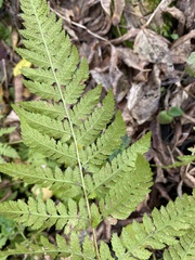Dryopteris carthusiana