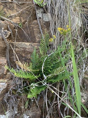 Pityrogramma calomelanos aureoflava