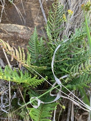 Pityrogramma calomelanos aureoflava